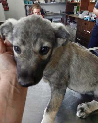 🐾 Toto – ein sanfter Kämpfer mit großem Herzen 🐾, Mischling - Rüde