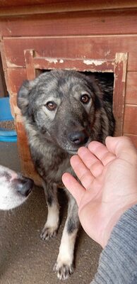 🐾 Toto – ein sanfter Kämpfer mit großem Herzen 🐾, Mischling - Rüde