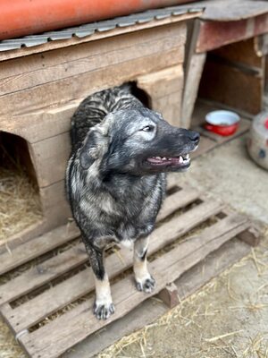 🐾 Toto – ein sanfter Kämpfer mit großem Herzen 🐾, Mischling - Rüde