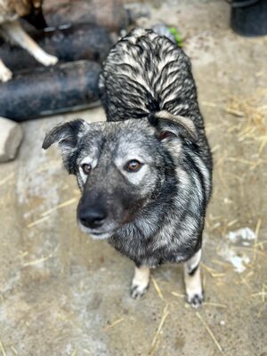 🐾 Toto – ein sanfter Kämpfer mit großem Herzen 🐾, Mischling - Rüde