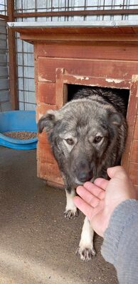 🐾 Toto – ein sanfter Kämpfer mit großem Herzen 🐾, Mischling - Rüde