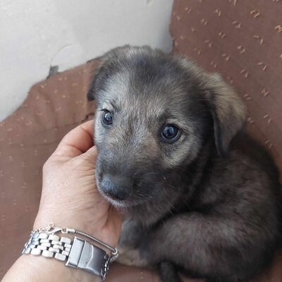 🐾 Toto – ein sanfter Kämpfer mit großem Herzen 🐾, Mischling - Rüde