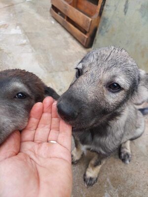 🐾 Toto – ein sanfter Kämpfer mit großem Herzen 🐾, Mischling - Rüde