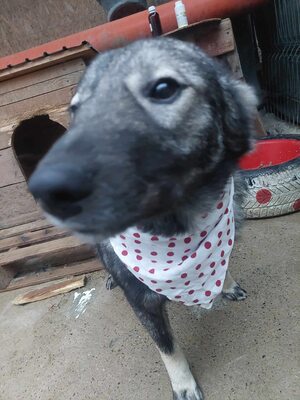 🐾 Toto – ein sanfter Kämpfer mit großem Herzen 🐾, Mischling - Rüde