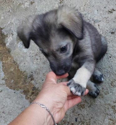 🐾 Toto – ein sanfter Kämpfer mit großem Herzen 🐾, Mischling - Rüde