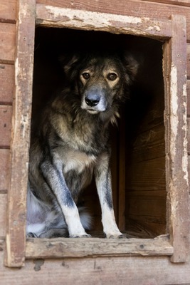 🐾 Toto – ein sanfter Kämpfer mit großem Herzen 🐾, Mischling - Rüde