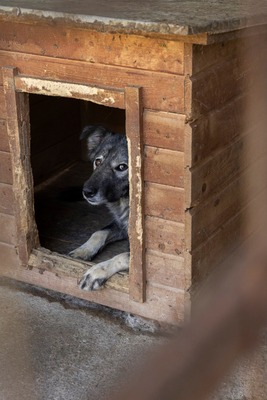 🐾 Toto – ein sanfter Kämpfer mit großem Herzen 🐾, Mischling - Rüde