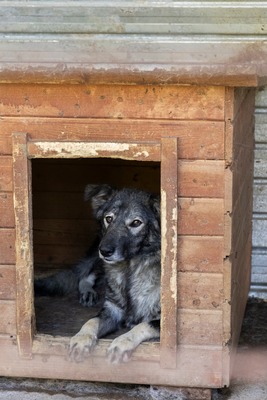 🐾 Toto – ein sanfter Kämpfer mit großem Herzen 🐾, Mischling - Rüde