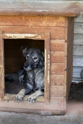 🐾 Toto – ein sanfter Kämpfer mit großem Herzen 🐾, Mischling - Rüde