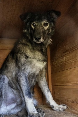 🐾 Toto – ein sanfter Kämpfer mit großem Herzen 🐾, Mischling - Rüde