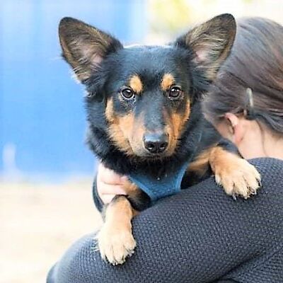 💥Toto ist bereits seit September im Tierheim und es wäre so schön, wenn er den Frühling bereits in seinem neuen Zuhause erleben könnte💥, Mischling - Rüde