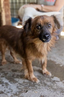 Toto, kleiner Kämpfer mit großem Herzen, Mischling - Rüde