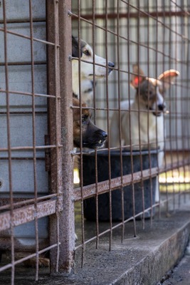 Toto, kleiner Kämpfer mit großem Herzen, Mischling - Rüde