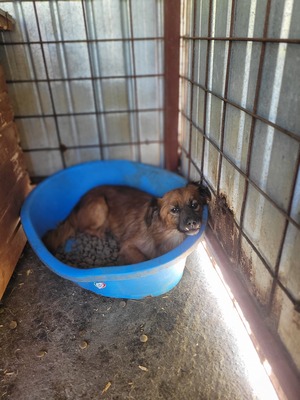 Toto, kleiner Kämpfer mit großem Herzen, Mischling - Rüde