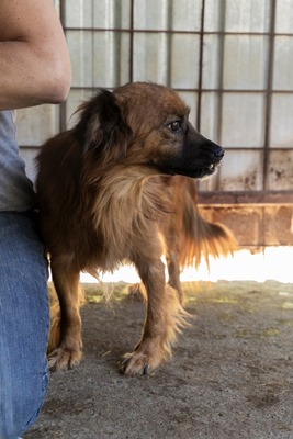 Toto, kleiner Kämpfer mit großem Herzen, Mischling - Rüde