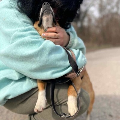 💥Toto zauberhafter junger Mann ist sehr lieb, ruhig und sanft und schließt auch schnell Freundschaften mit Hunden 💥, Mischling - Rüde