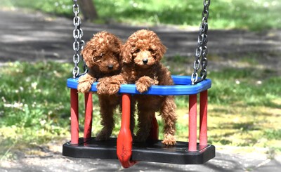 Toy Pudel, Pudel Welpen - Hündin