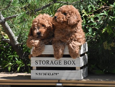 Toy Pudel, Toy Poodle Welpen - Hündin