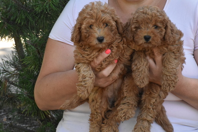 Toy Pudel, Toy Poodle Welpen - Hündin
