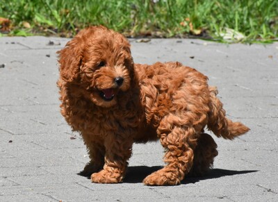 Toy Pudel, Toy Poodle Welpen - Hündin