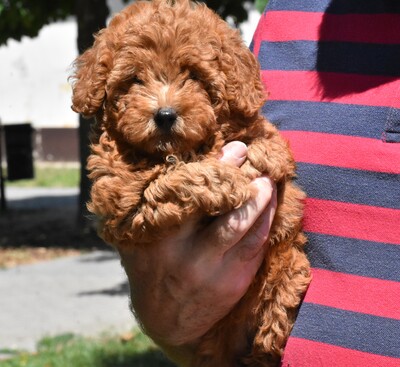 Toy Pudel, Toy Poodle Welpen - Hündin