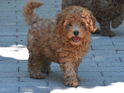 Toy Pudel, Toy Poodle Welpen - Hündin