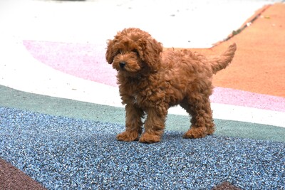 Toy Pudel, Toy Poodle Welpen - Hündin
