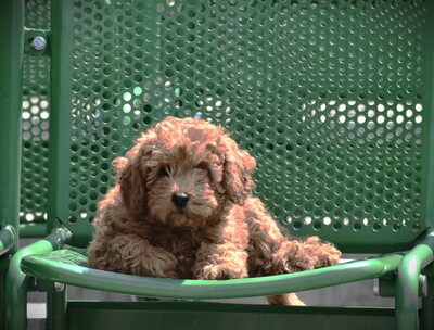 Toy Pudel, Toy Poodle Welpen - Hündin