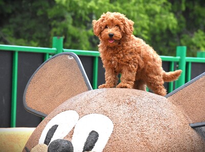 Toy Pudel, Toy Poodle Welpen - Hündin