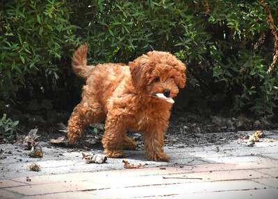 Toy Pudel, Toy Poodle Welpen - Hündin