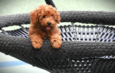 Toy Pudel, Toy Poodle Welpen - Hündin