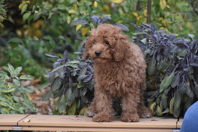 Toy Pudel Welpe, Toy-Pudel Welpen - Rüde