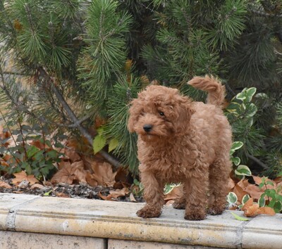 Toy Pudel Welpe, Toy-Pudel Welpen - Rüde