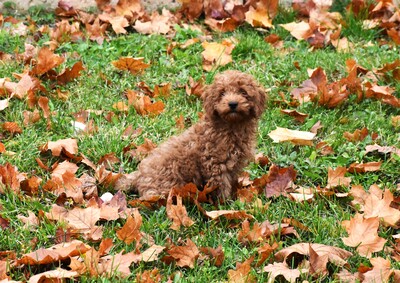 Toy Pudel Welpe, Toy-Pudel Welpen - Rüde
