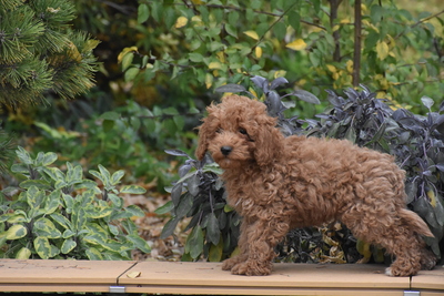 Toy Pudel Welpe, Toy-Pudel Welpen - Rüde