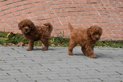 Toy-Pudel welpen, Toy-Pudel Welpen - Hündin