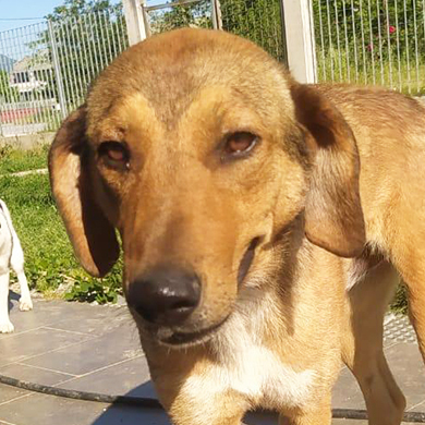 Track / Reserviert, Jagdhund-Mischling - Rüde