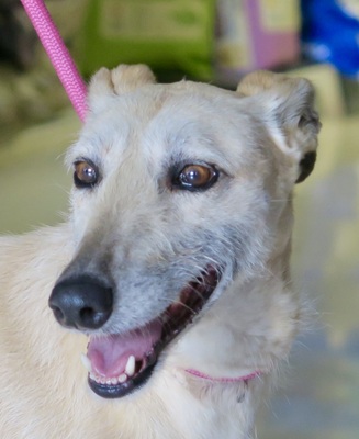 Tracy, Galgo Español - Hündin