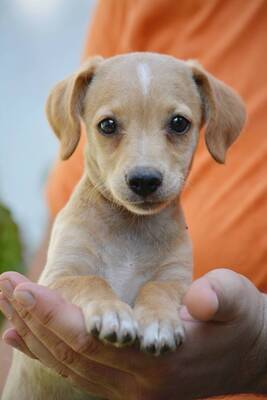 Tracy sucht ihre Familie, Chihuahua-Dackel-Mischling Welpen - Hündin