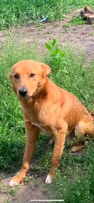 Travis, Labrador Retriever mix - Rüde