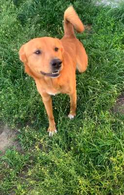 Travis, Labrador Retriever mix - Rüde