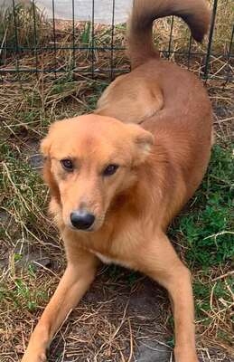Travis, Labrador Retriever mix - Rüde