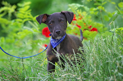 Trico, Mischling Welpen - Rüde