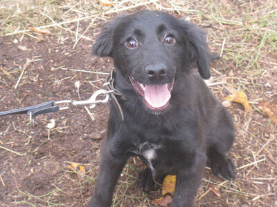 Trina freut sich auf IHREN Lebensplatz, Mischling - Hündin