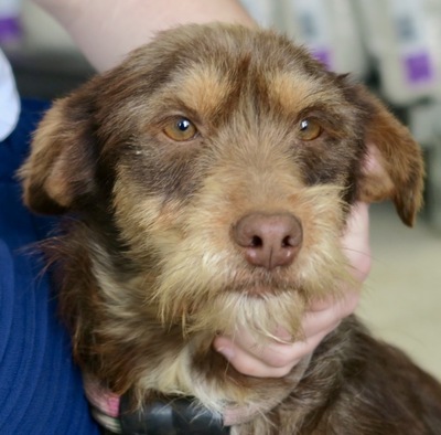 Trini, Terrier Mix - Hündin