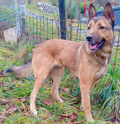 Trish freut sich auf IHRE Familie, Mischling - Hündin