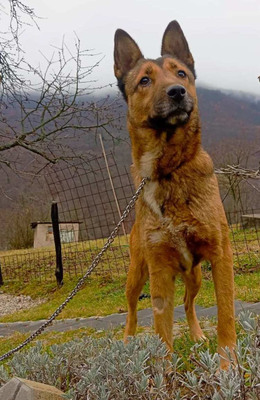 Trish freut sich auf IHRE Familie, Mischling - Hündin