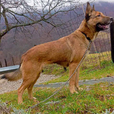 Trish freut sich auf IHRE Familie, Mischling - Hündin