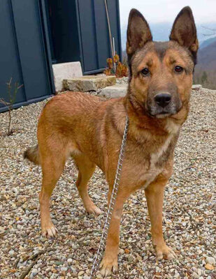 Trish freut sich auf IHRE Familie, Mischling - Hündin