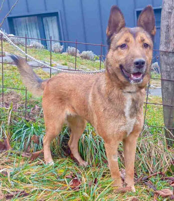 Trish freut sich auf IHRE Familie, Mischling - Hündin